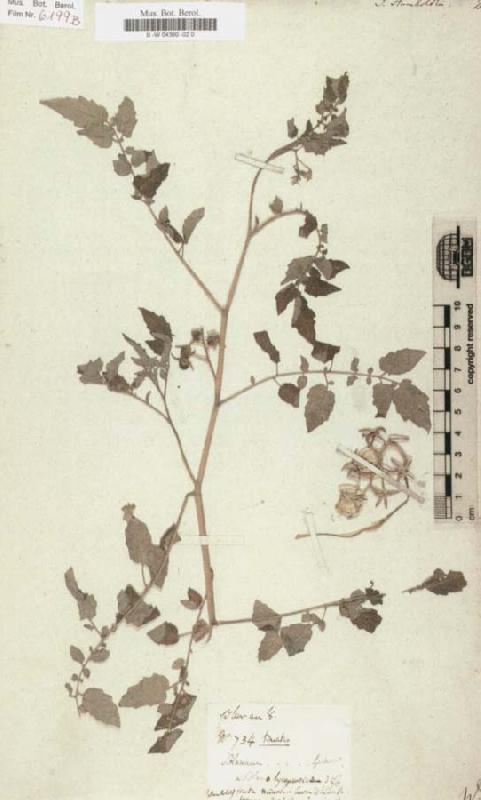 Alexander von Humboldt Solanum humboldtili